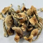 Koop Afrikaanse Transkei Paddo's Online