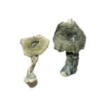 Buy Albino Cambodians Magic Mushrooms Online