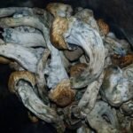 Kupte si houby Albino Penis Envy online