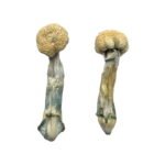 Buy Albino Treasure Coast Magic Mushrooms Online