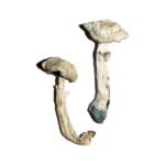 Kaufen Sie Averys Albino Magic Mushrooms online