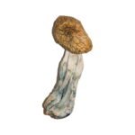 Kaufen Sie Big Mex Magic Mushrooms online