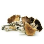 Acheter des champignons brésiliens Cubensis en ligne