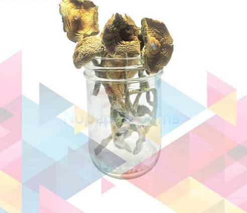 bulk-golden-emperor-magic-mushrooms-1.jpg Compre setas mágicas Golden Emperor a granel en línea - Imagen 1