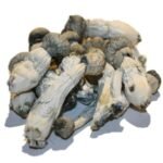 Kaufen Sie Albino-Penis-Neidpilze online