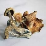 Koop Golden Teacher Paddo’s online