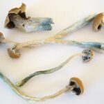 Acheter des champignons magiques Liberty Cap en ligne