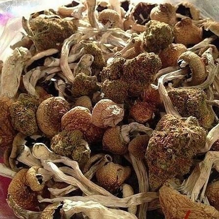 buy-liberty-caps-mushrooms-1-7.jpeg Comprar Setas Liberty Caps Online - Imagen 1