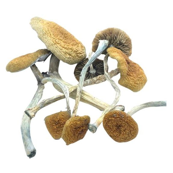 buy-mazatapec-magic-mushrooms-online-1-8.jpg Kaufen Sie Mazatapec-Zauberpilze online – Bild 1