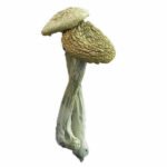 Comprar hongos Psilocybe Azurescens en línea