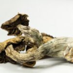 Koop Psilocybe Cubensis online