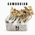 Buy Cambodian Magic Mushrooms Online