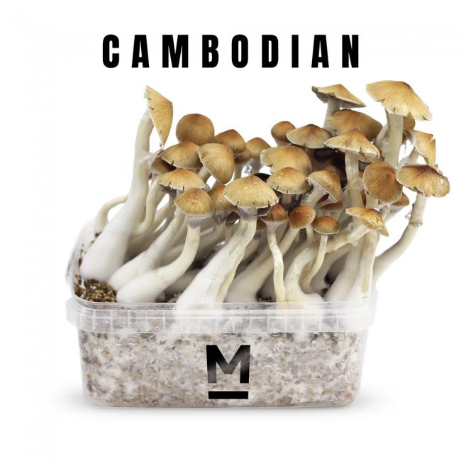 cambodian-magic-mushrooms-1-4.png Achetez des champignons magiques cambodgiens en ligne – Image 1