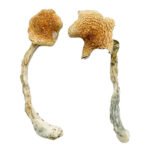 Kupte si kostarické modré kouzelné houby online