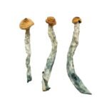 Acquista i funghi magici Creeper online