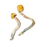 Kaufen Sie ecuadorianische Zauberpilze online