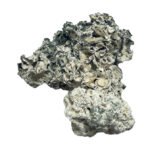 Acquista i funghi magici Enigma online