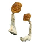 Koop Ghelga Paddo's Online