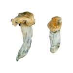 Buy Gold Member Magic Mushrooms Online