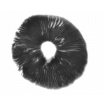 Kaufen Sie den Sporenabdruck des Golden Teacher Psilocybe Cubensis online