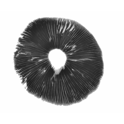 Koop Golden Teacher Psilocybe Cubensis Sporenprint online