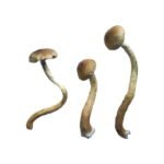 Kaufen Sie Golden Teacher Special Magic Mushrooms online