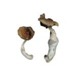 Acquista i funghi magici di Koh Samui online