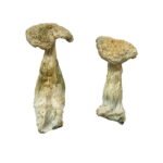 Kaufen Sie Leucistic Burma Magic Mushrooms online