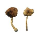 Kaufen Sie Magic Mushrooms von Lizard King online