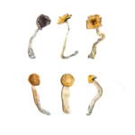 Koop Magic Mushroom Sampler Kit online