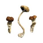 Buy Malaysian Magic Mushrooms Online