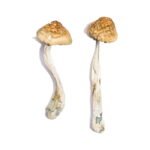 Acquista i funghi magici Mckennaii online
