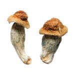 Buy Melmac Homestead Penis Envy Magic Mushrooms Online