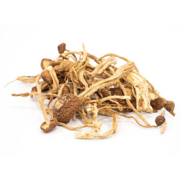 mexican-magic-mushroom-2-4.jpeg Kaufen Sie mexikanische Zauberpilze online – Bild 1