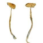 Kaufen Sie nepalesische Chitwan-Zauberpilze online