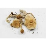 Buy Nepal Chitwan Magic Mushrooms Online