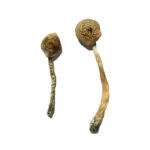 Kaufen Sie Rusty Whyte Magic Mushrooms online