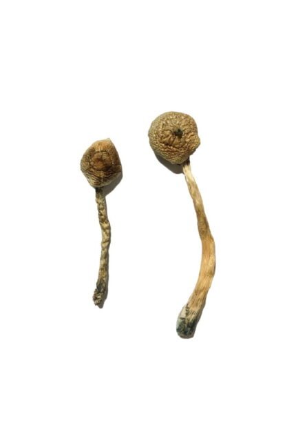 Koop Rusty Whyte Magic Mushrooms online