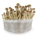 Stealthbox B 2 online kaufen