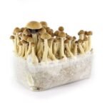 Acquista Stealthbox Cambogia 1 online