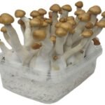 Koupit Stealthbox Mazapatec 3 online