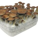 Buy Stealthbox Mckennaii 7 Online