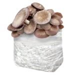 Buy Stealthbox Mr X 11 Online