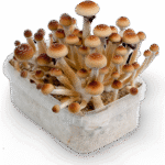 Koupit Stealthbox Solaris 8 online