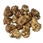 Comprar Piedra Filosofal Tampanensis Online