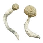 Buy Thrasher Magic Mushrooms Online