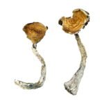 Kupte si kouzelné houby přílivových vln online