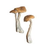 Kaufen Sie Wavy Caps Magic Mushrooms online